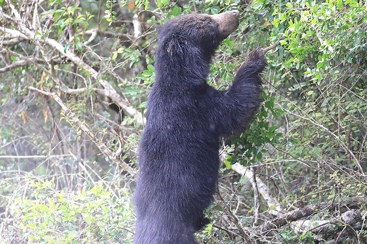 ヤーラ国立公園プライベートオールインクルーシブサファリ：1日または半日