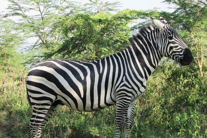 Safari Naivasha Nakuru Baringo Bogotá - 2 Días en el Valle del Rift