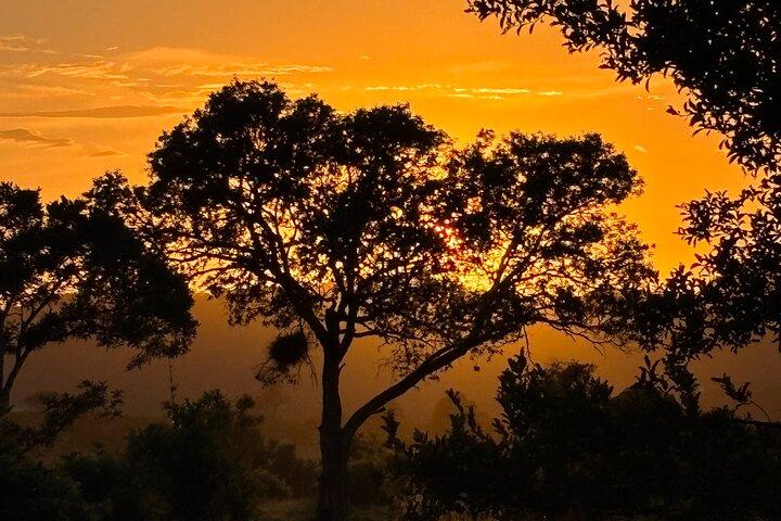 Parque Nacional Kruger: safari de dia inteiro