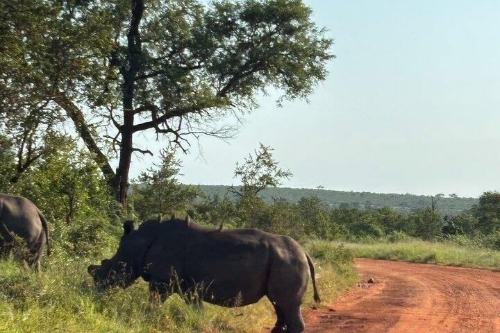Parque Nacional Kruger: safari de dia inteiro