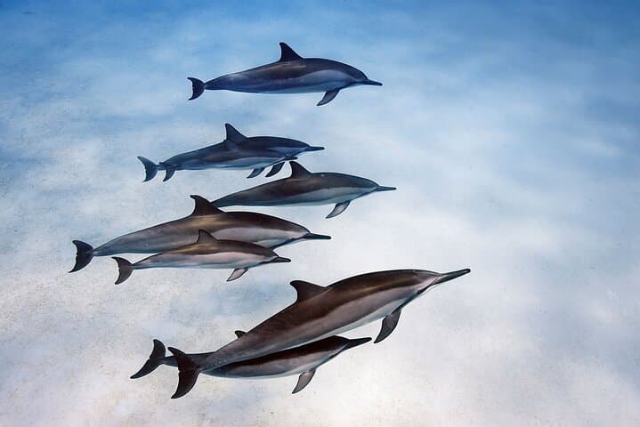 Dolphin Tour, Salaam Cave Tour, Kuza Cave, The Rock, Paje Beach