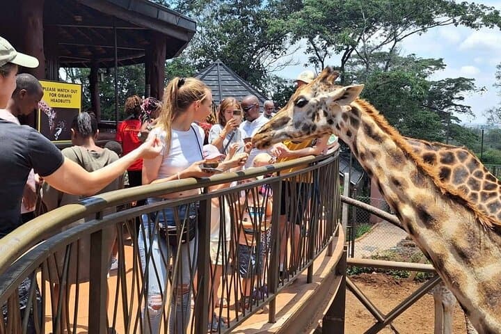Kenya Safari 4WD Shared Tour Experience