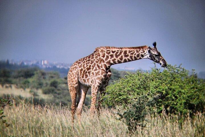 3-tägige Maasai Mara Safari Route