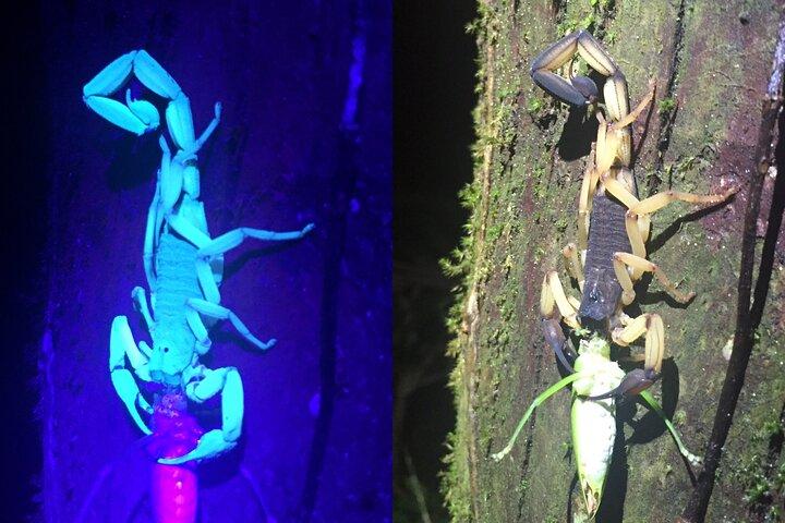 Jungle nachtwandeling in Manuel Antonio