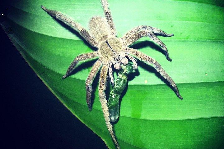 マヌエルアントニオ・ジャングル夜間野生動物ウォーク（少人数グループ）