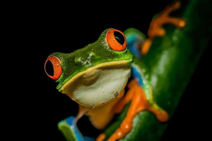 La Fortuna Rane e rettili Tour notturno della fauna selvatica 2 ore