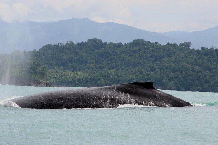 Snorkelen met walvissen en dolfijnen wachen, Tour Manuel Antonio