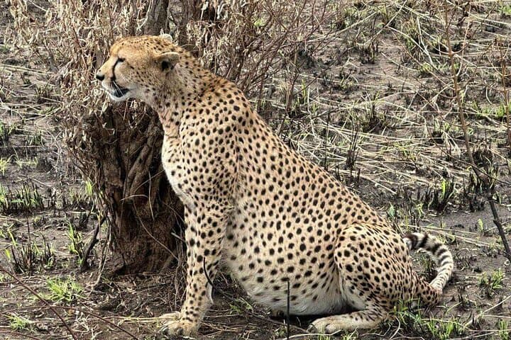Maasai Mara Day Trip