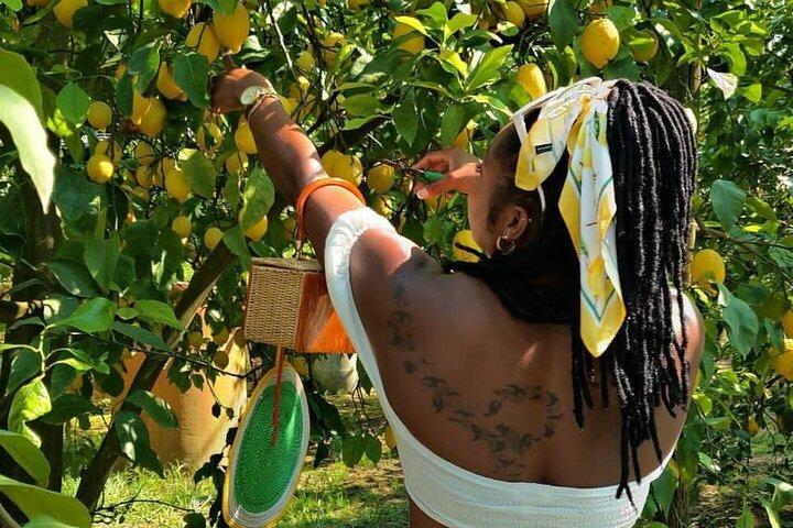 Sorrento Lemon Picking Experience e Degustazione Limoncello
