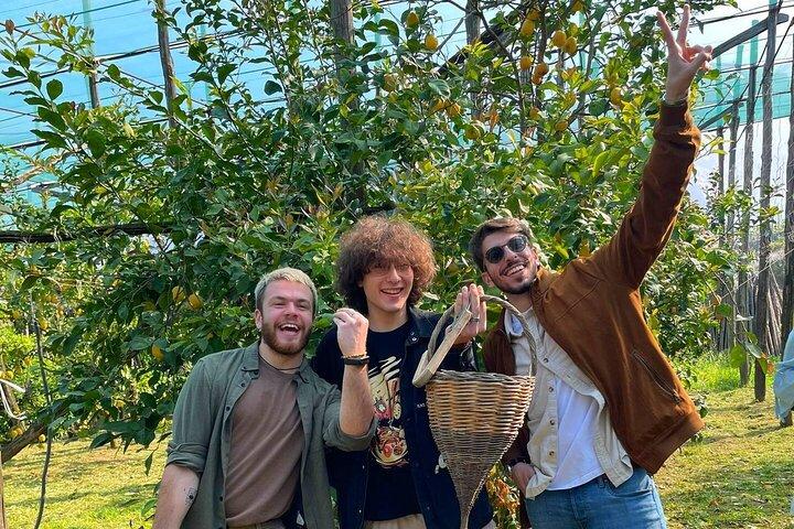 Sorrento Lemon Picking Experience e Degustazione Limoncello