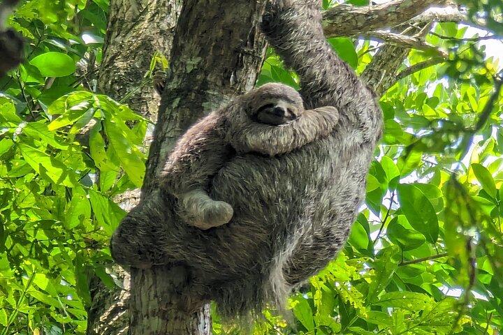 マヌエル・アントニオ国立公園のカスタマイズネイチャーウォーク