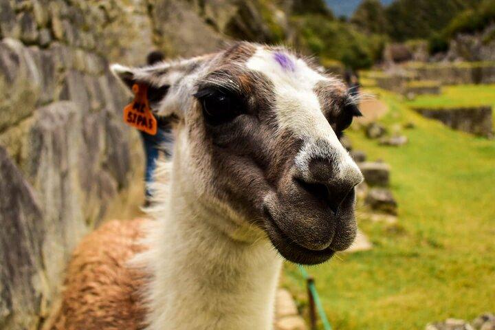 Tour guidato di 5 giorni a Machu Picchu