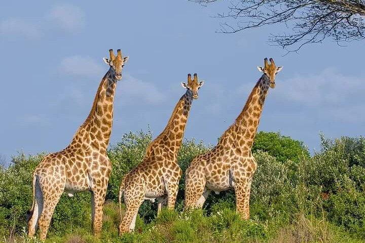 Tri-Day Elephant Trail Safari em Amboseli