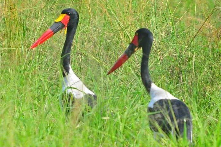 Tri-Day Elephant Trail Safari em Amboseli