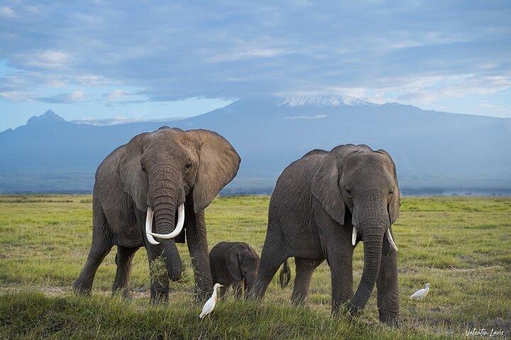 Tri-Day Elephant Trail Safari em Amboseli