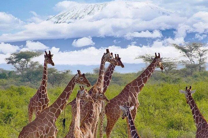 Tri-Day Elephant Trail Safari em Amboseli