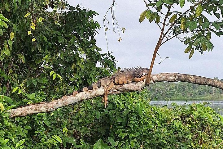 モンキーアイランド： ガトゥン湖の野生動物サファリ