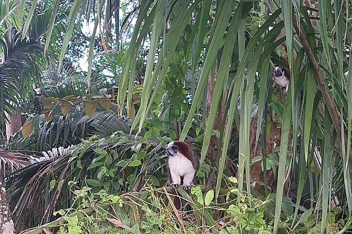 モンキーアイランド： ガトゥン湖の野生動物サファリ