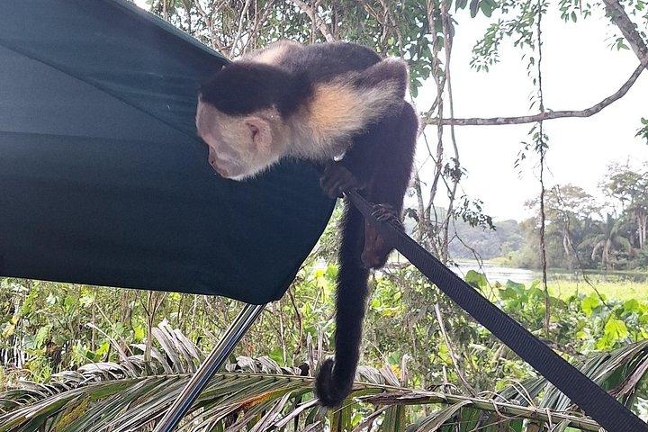 モンキーアイランド： ガトゥン湖の野生動物サファリ