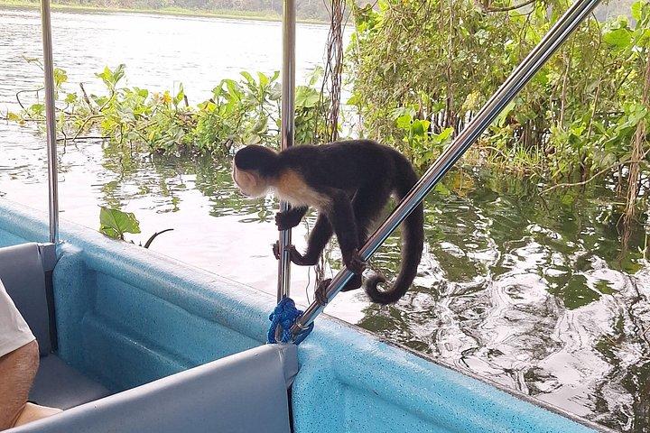 モンキーアイランド： ガトゥン湖の野生動物サファリ