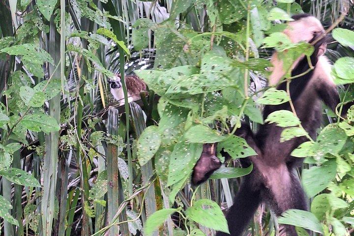モンキーアイランド： ガトゥン湖の野生動物サファリ