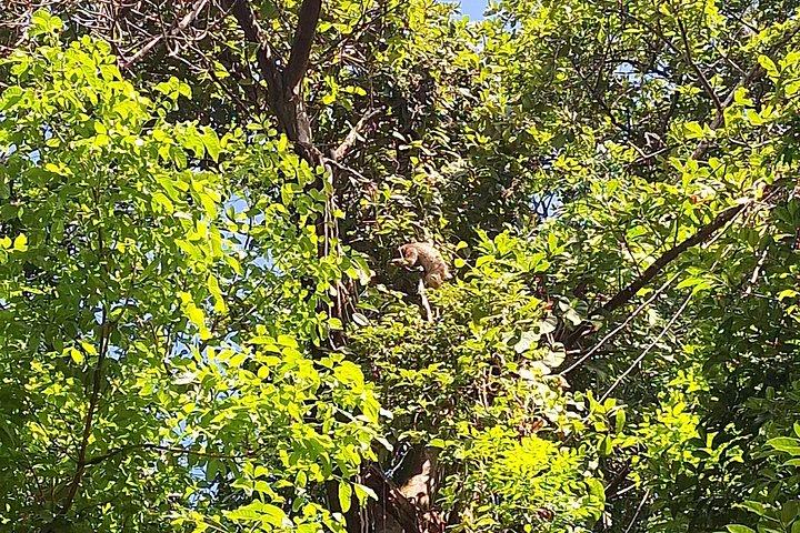 アンコンヒルのハイキング： 自然とユニークなパノラマビュー