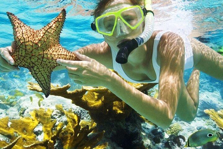 Experiencia de buceo guiado en San Juan - Con transporte 8am o 3pm
