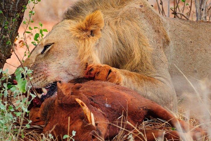 Seværdigheder i Tsavo East National Park