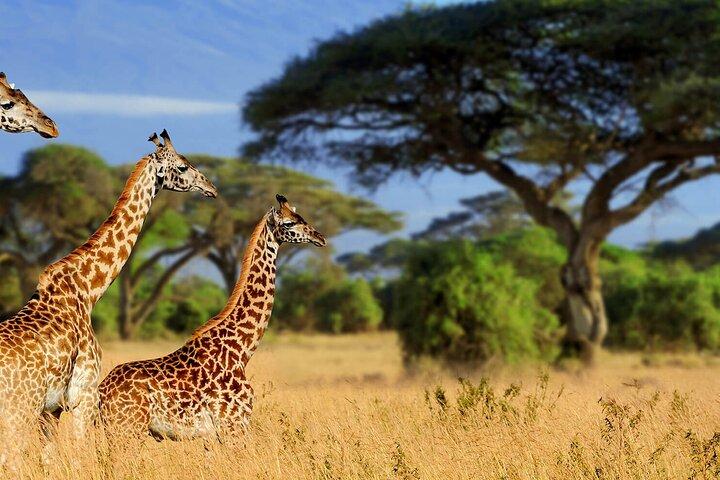 4-daagse privétour naar Mikumi en Nyerere National Park