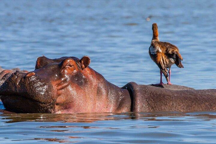 Private Day Tour to Lake Nakuru with optional boat ride