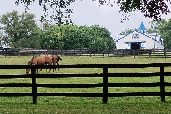 Half-Day Thoroughbred Horse Farm Tour in Kentucky