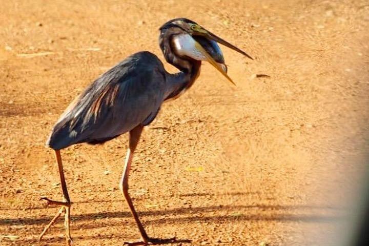 アナウィルンダワ湿地保護区への日帰りツアー