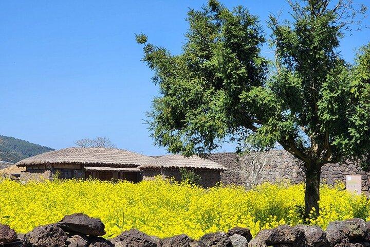 (Recogida en el hotel) Jeju EAST Canola Flower Festival Tour con UNESCO