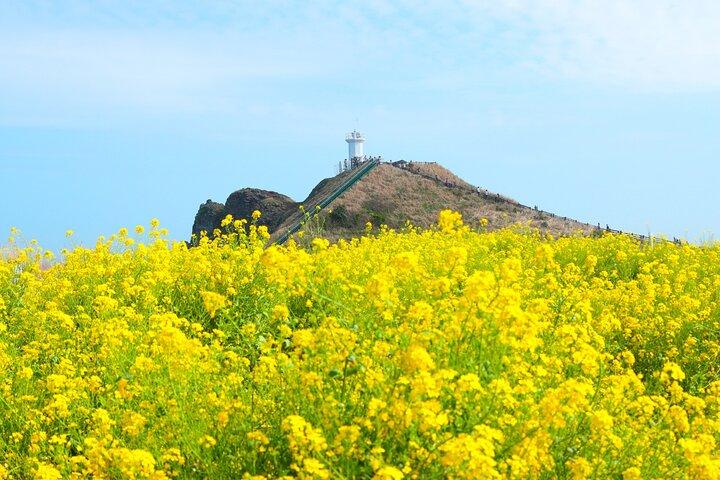 (Recogida en el hotel) Jeju EAST Canola Flower Festival Tour con UNESCO