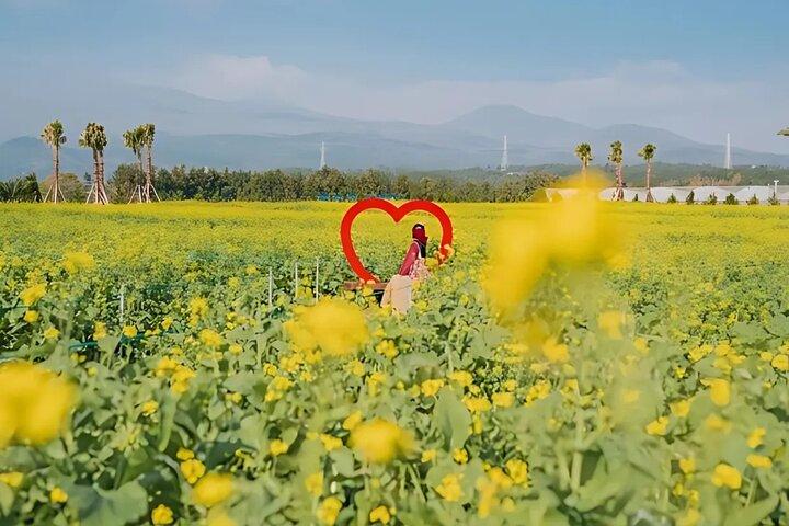 (Recogida en el hotel) Jeju EAST Canola Flower Festival Tour con UNESCO