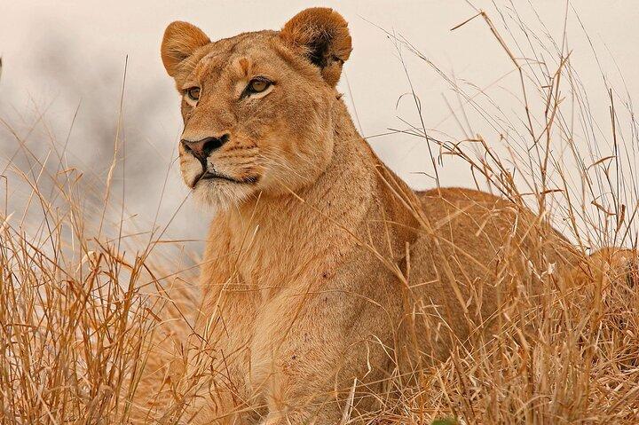3 Tage geführte Safari zum Meru Nationalpark