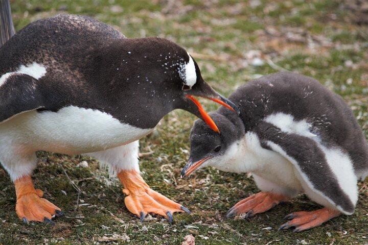 Let the Bertha’s Beach Penguins Make You Smile