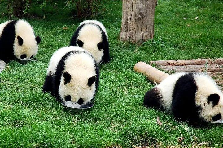 Wolong Panda Base Excursion privée d'une journée Volontariat facultatif