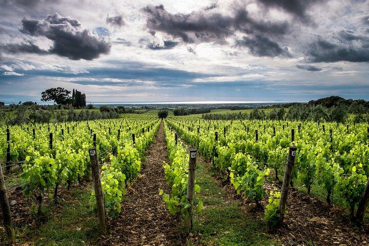 Excursión guiada de día completo desde el puerto de Toscana con cata de vinos