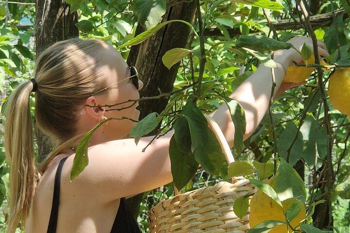 Sorrento Lemon Picking Tour & Limoncello Tasting