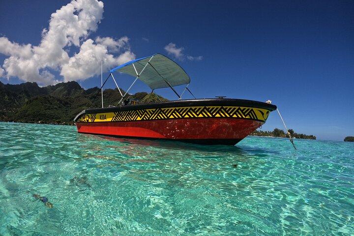 Observar y nadar con ballenas jorobadas en Moorea