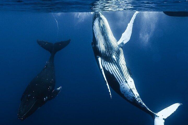 Observar y nadar con ballenas jorobadas en Moorea