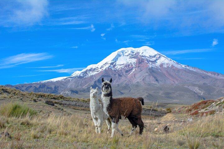 Quito till Cuenca 4- eller 5-dagarstur med Cotopaxi, Quilotoa, Baños och Chimborazo