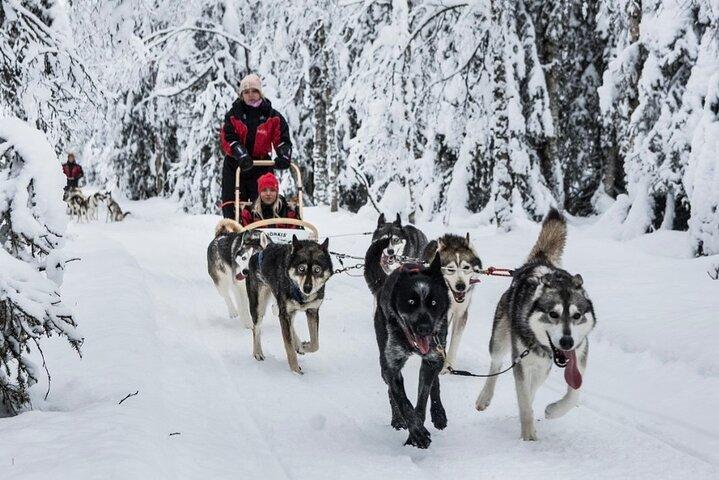 Husky Dog Sledding Experience
