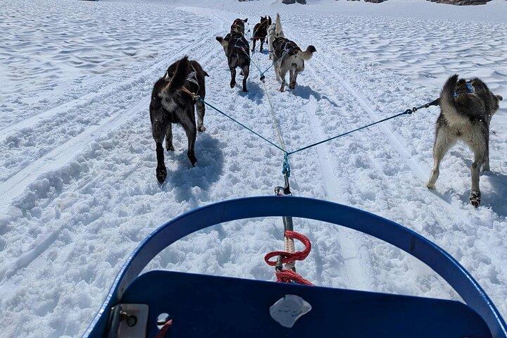 Husky Dog Sledding Experience