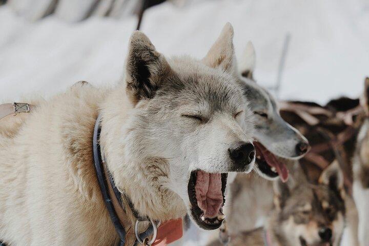 Husky Dog Sledding Experience