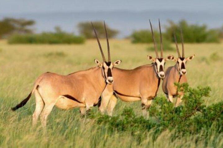 8-daagse Harar, Awash safari en Bale Mountains Trip
