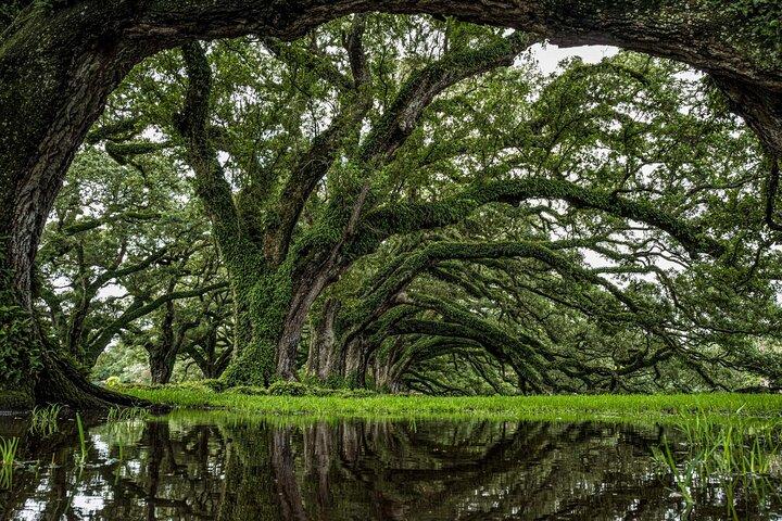Transport (kun) til en Louisiana Plantation