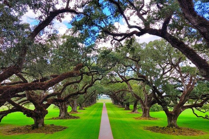 Transport (endast) till en Louisiana Plantage