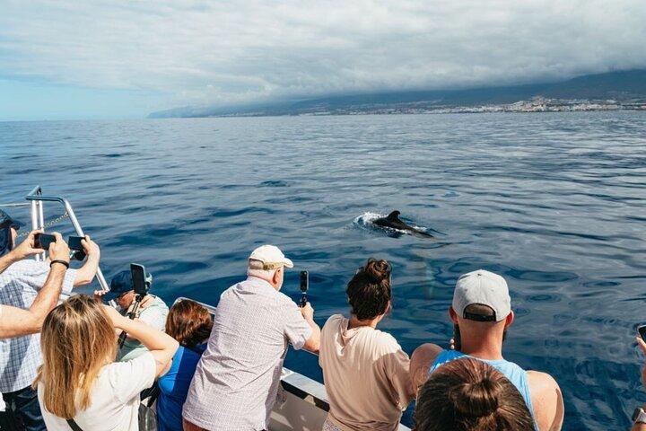 Tenerife Excursión en Ecoyate para Avistamiento de Ballenas